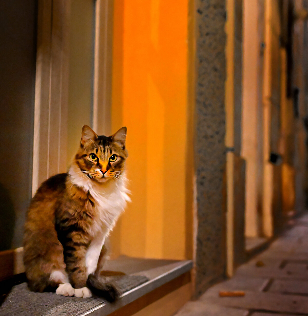 citycolors 11